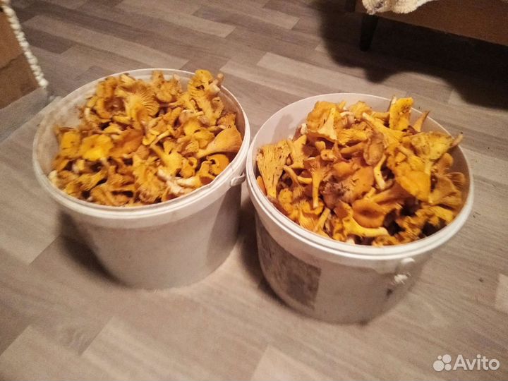 Грибы лисички