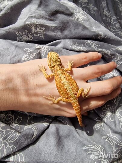 Бородатая агама