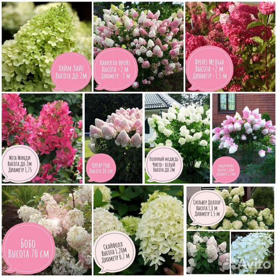 Гортензия метельчатая