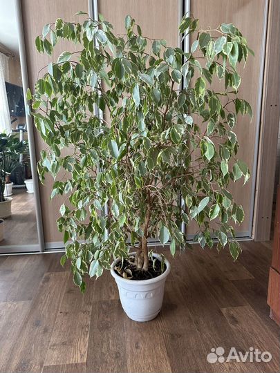 Фикус бенджамина большой цветок 1,35 м