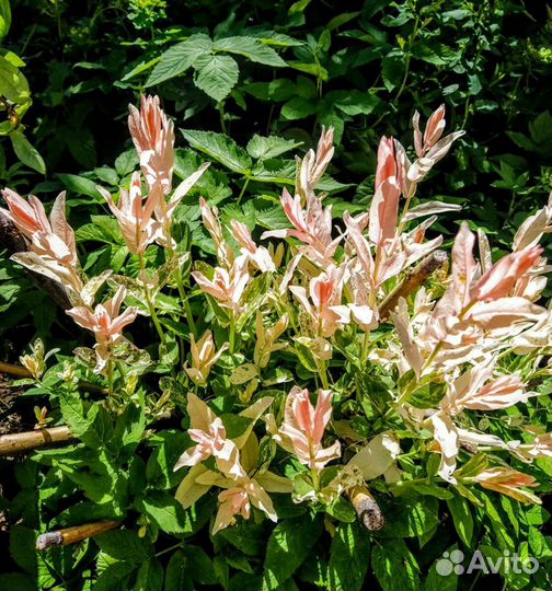 Растения Ива Хакуро Нишики