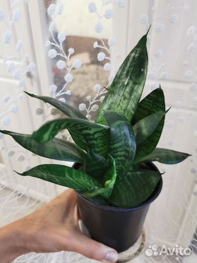 Сансевиерия ханни