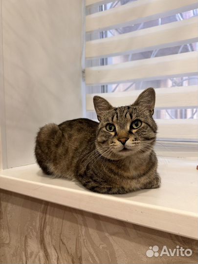 Отдам кота в добрые руки