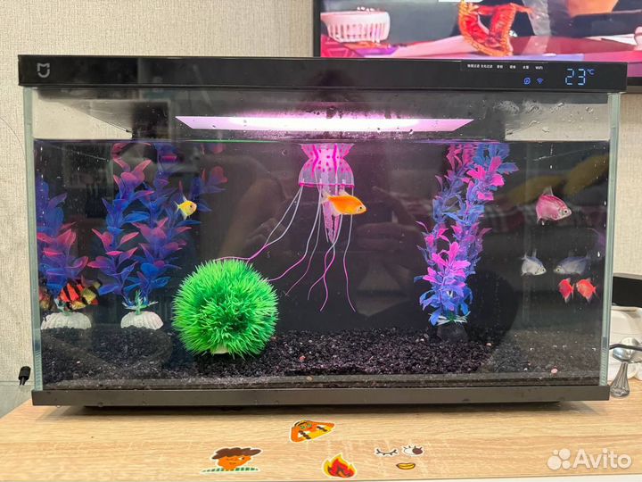 Аквариумные рыбки неоны и умный аквариум xiaomi