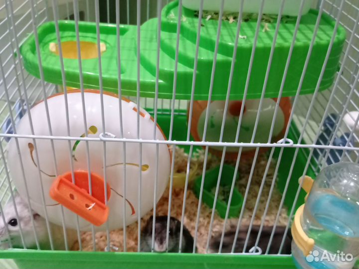 Джунгарский хомяк с клеткой