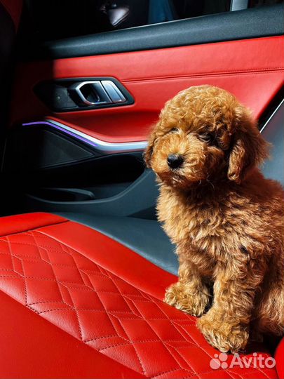 Мальтипу мини