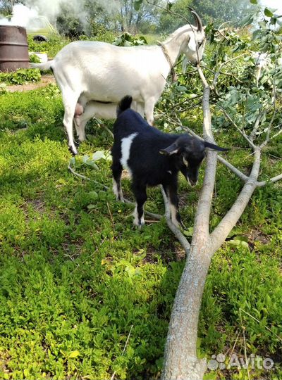 Козлёнок, черный