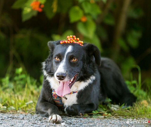 Собака в добрые руки отдам бесплатно