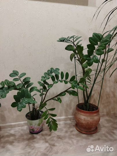 Замиокулькас