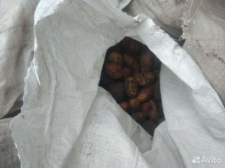 Тыква, картофель мелкий