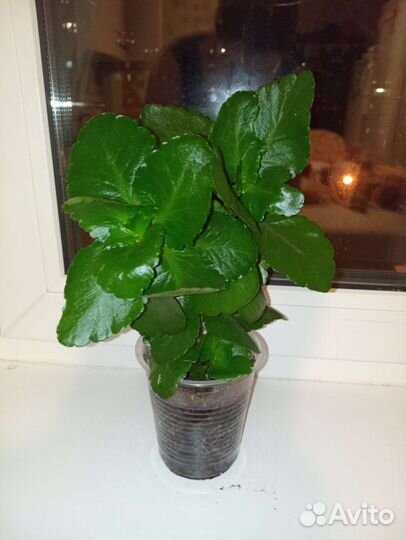 Комнатные цветы каланхоэ