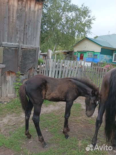 Кобылы с жеребенком