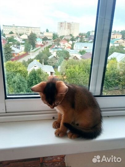 Абиссинский котёнок (мальчик)