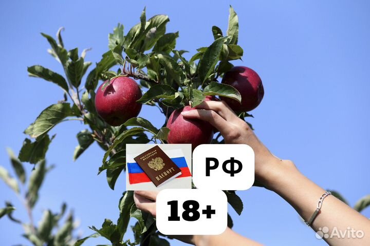 Разнорабочий на Сбор Яблок Липецкая обл. Вахта