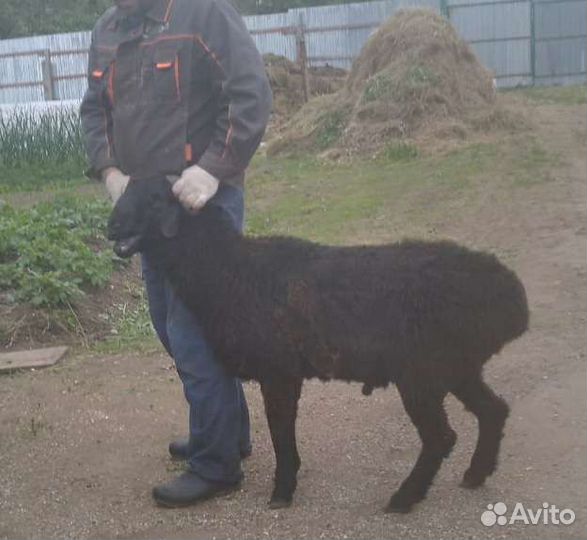 Гисарские бараны