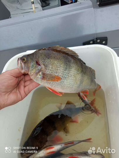 Спиннинг crazy fish optimus 762