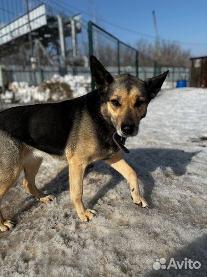 Собака в добрые руки