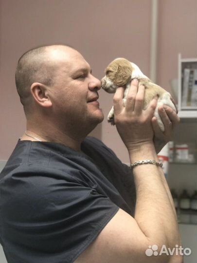 Лечение.Кастрация, Стерилизация кошек и собак