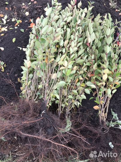 Кизильник блестящий