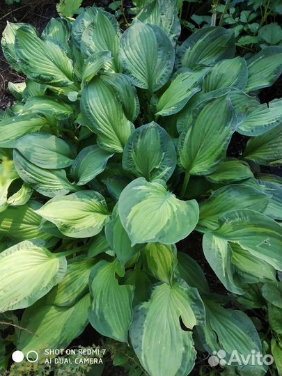 Хосты, лилейник, орех Манчжурской