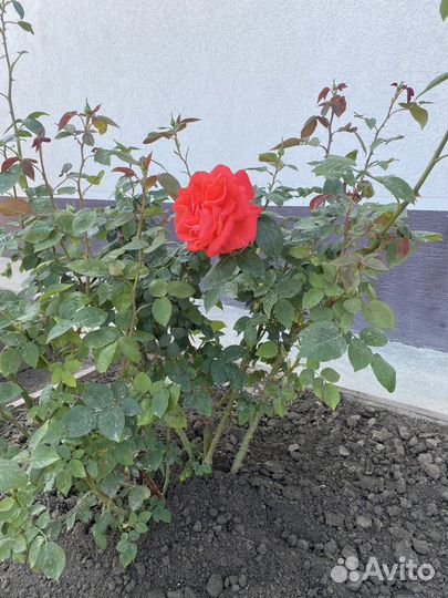 Роза кустовая