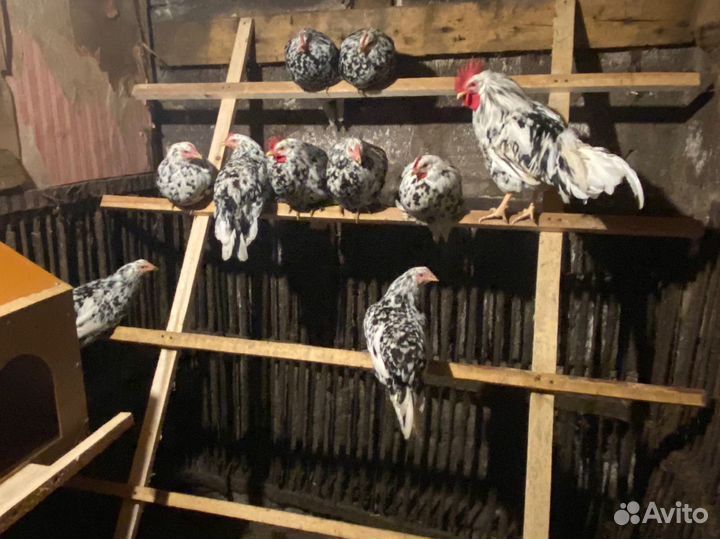 Инкубационное яйцо. Леггорн далматинец