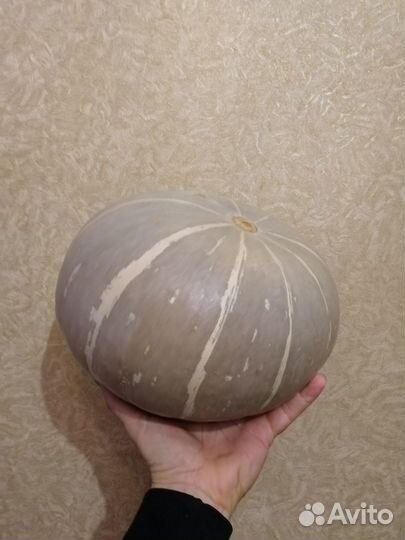 Семена тыквы: