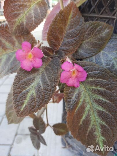 Пуансеттия, клеродендрум, эписция, зиферантес