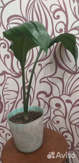 Эухарис амазонская лилия