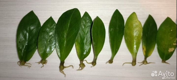 Замиокулькас листики