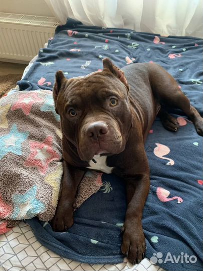 Американский булли 10 месяцев