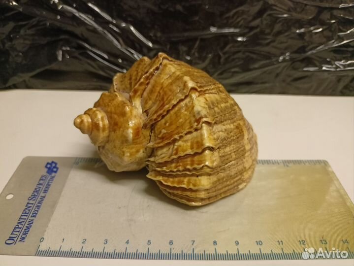 Ракушка морская большая