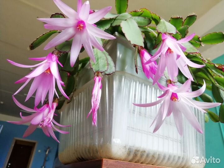 Рипсалидопсис