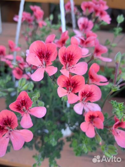 Срезы сортовых пеларгоний