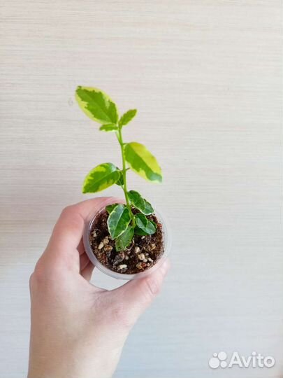 Мурайя мин а мин дварфт, мин а мин Компакта и друг