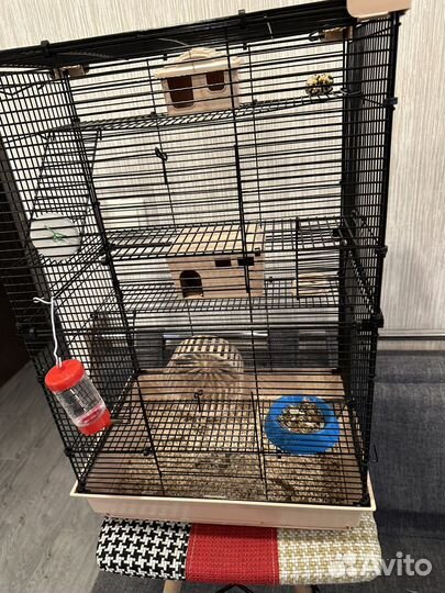 Джунгарские хомяки с клеткой