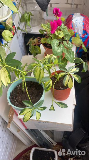 Шефлера малыши