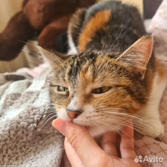 Кошечка в добрые руки