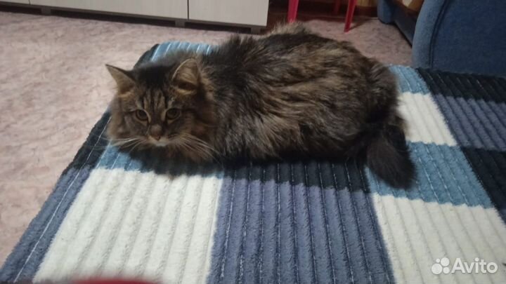 Кот сибирской кошки
