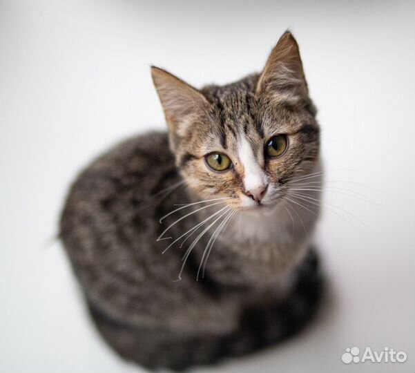 Котенок в добрые руки