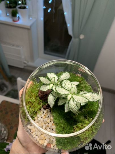 Флорариум, мохариум