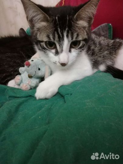 Котята бенгальские