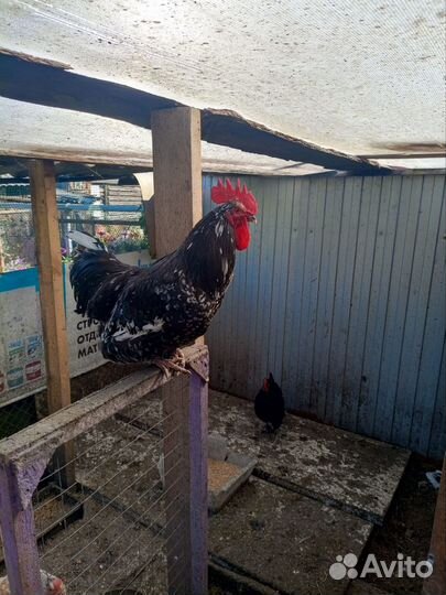 Петух австролорп