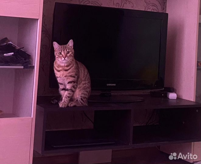 Бенгальская кошка в добрые руки