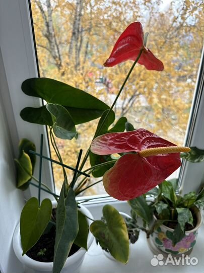 Антариум или Мужское счастье