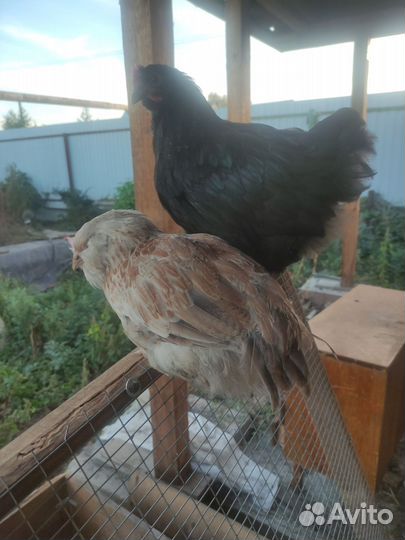 Птица курицы Орпингтон(чёрные) и Фавероли(светлые)