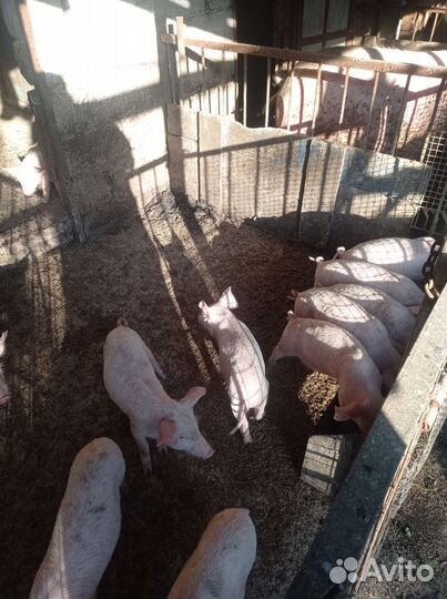 Поросята ландрас