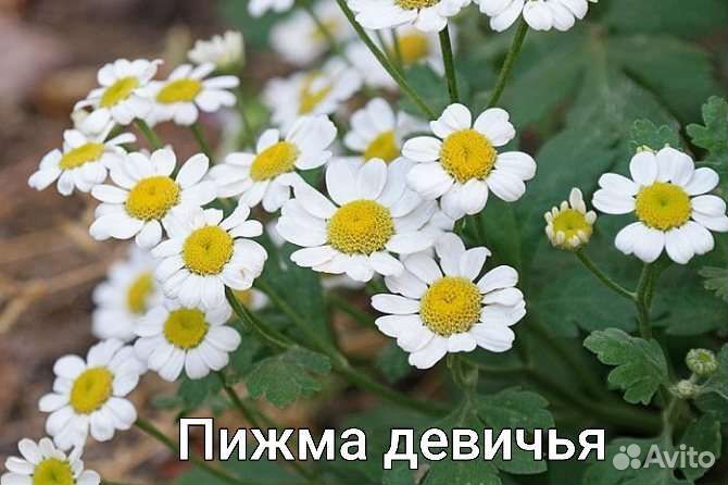 Монарда, Эхинацея, Криспа,Любисток, Пижма,Манжетка