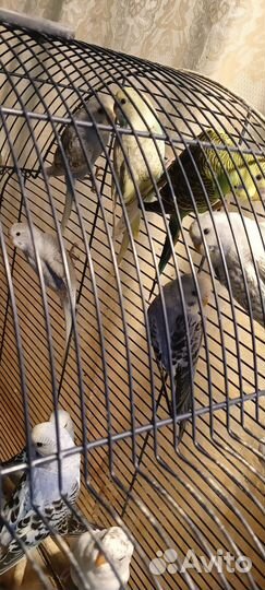 Птенцы волнистый попугай