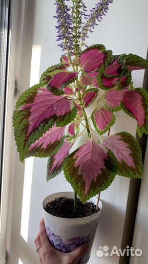 Комнатные растения